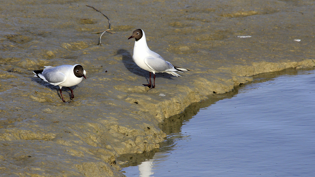 Duo vaseux