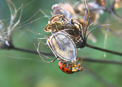 A Ladybird Adventure