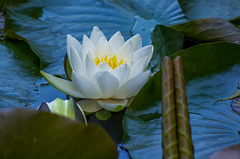 Burton Mere lily