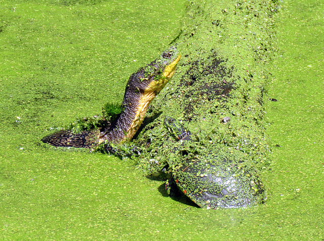 Blanding's Turtle (Emydoidea blandingii) on the left