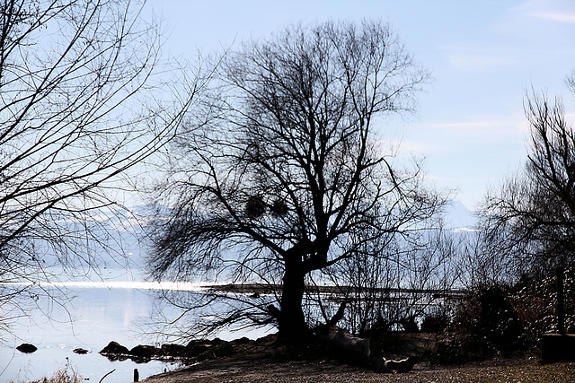 An der Argenmündung im Bodensee