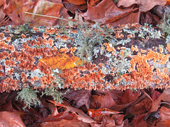 Lichens on a log