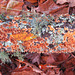 Lichens on a log