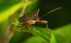 Die Rotbeinige Baumwanze (Pentatoma rufipes) hat sich auch gezeigt :))  The red-legged stink bug (Pentatoma rufipes) also showed up :))  La punaise à pattes rouges (Pentatoma rufipes) est également apparue :))