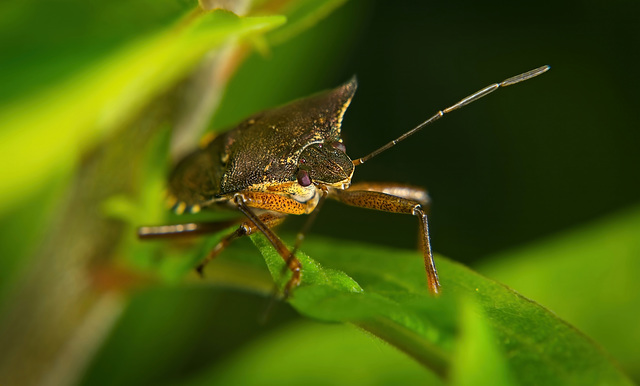 Die Rotbeinige Baumwanze (Pentatoma rufipes) hat sich auch gezeigt :))  The red-legged stink bug (Pentatoma rufipes) also showed up :))  La punaise à pattes rouges (Pentatoma rufipes) est également ap