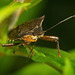 Die Rotbeinige Baumwanze (Pentatoma rufipes) hat sich auch gezeigt :))  The red-legged stink bug (Pentatoma rufipes) also showed up :))  La punaise à pattes rouges (Pentatoma rufipes) est également apparue :))