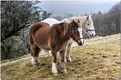 Pennine Ponies