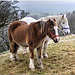 Pennine Ponies