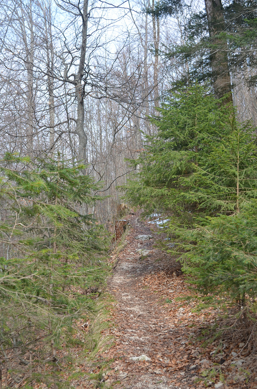 Bavarian Forest near Neuschwanstein Castle