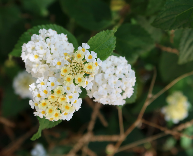 Lantana