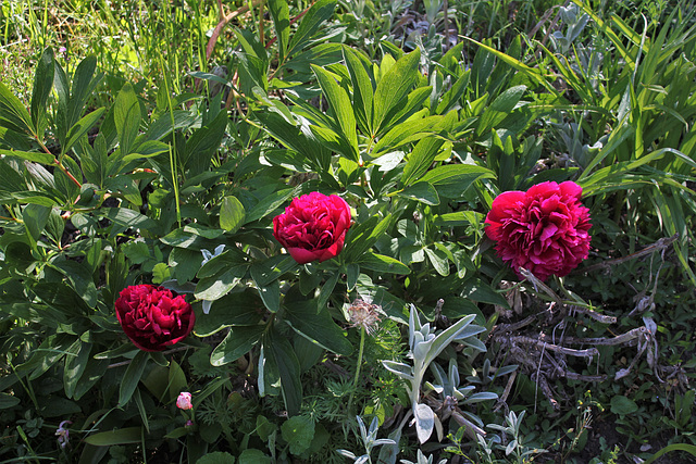 Paeonia officinalis (3)