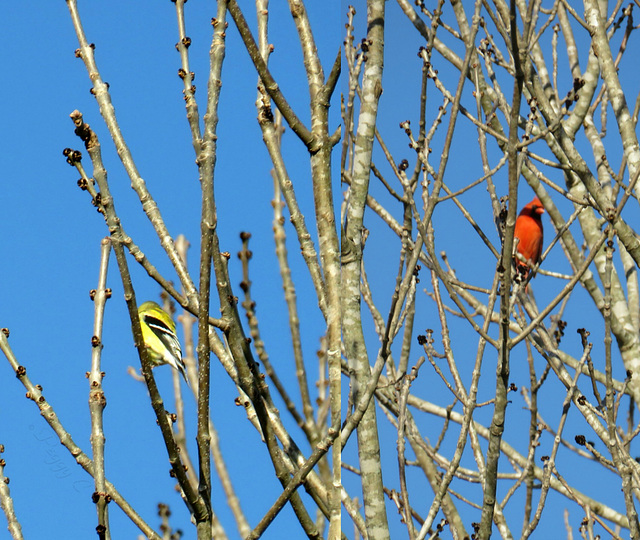 Bright feathers ..