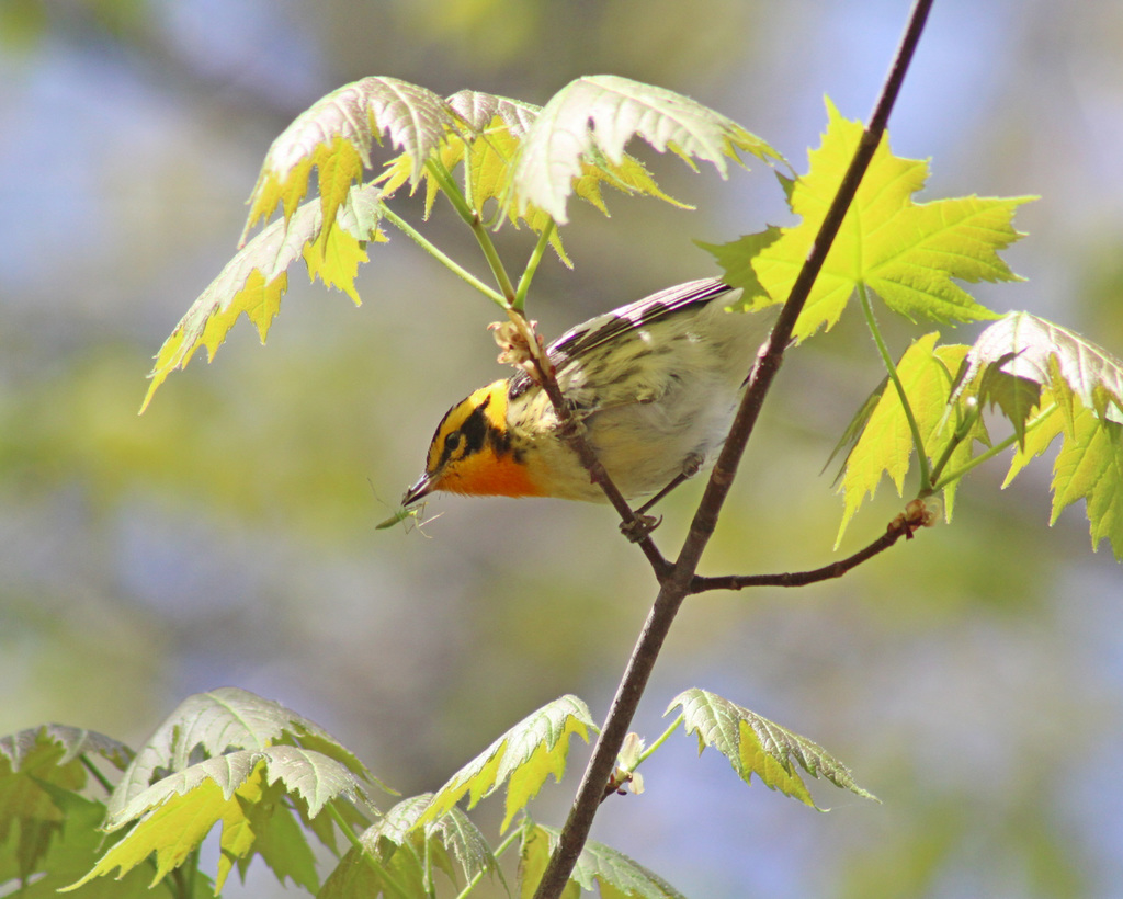 paruline à gorge orangée / blackburnian warbler