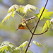 paruline à gorge orangée / blackburnian warbler