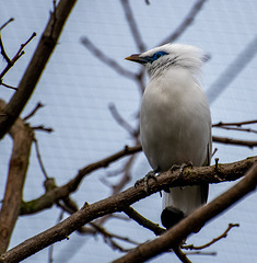 Bali starling