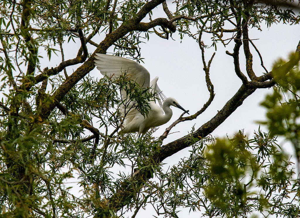 Little egret