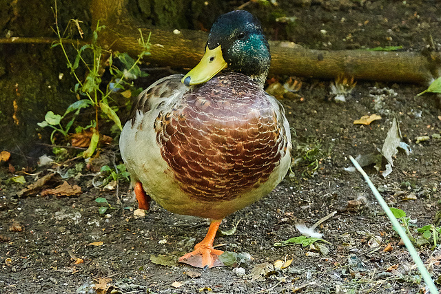 Duck