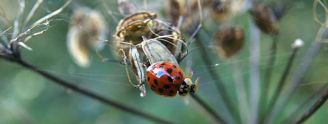 A Ladybird Adventure