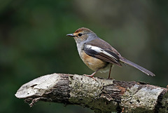 ♀ Shama de Madagascar (Copsychus albospecularis)