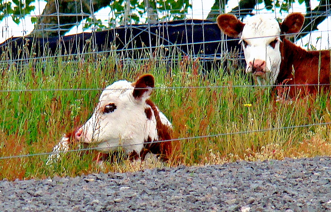 Calves Resting.