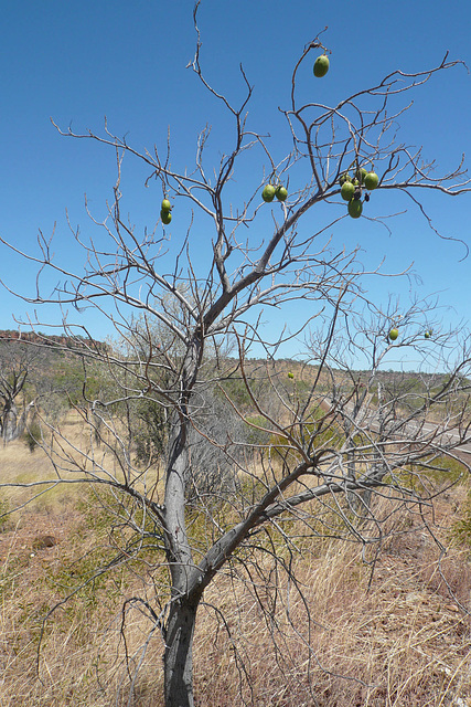 Fruit On A Tree In The Top End