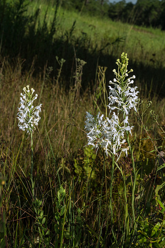 Platanthera conspicua (Southern White Fringed orchid)