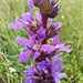 Gewöhnlicher Blutweiderich (Lythrum salicaria)