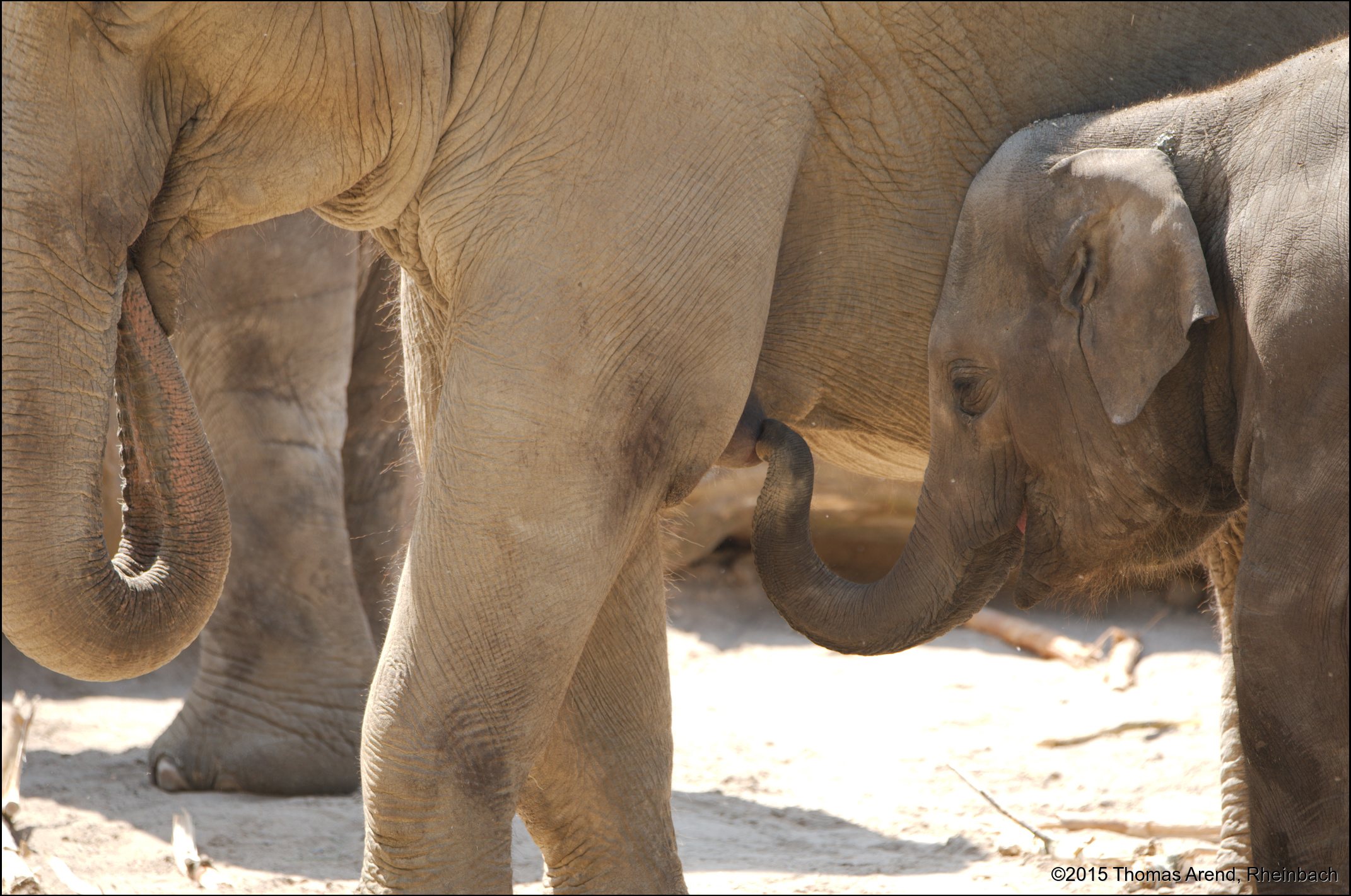 Kölner-Zoo-0045