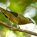IMG 0067bird