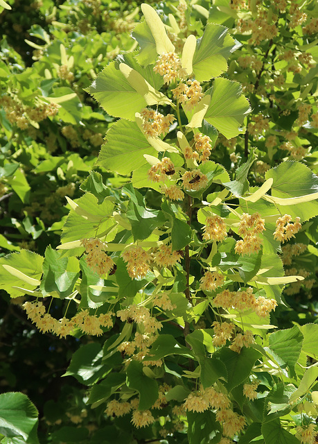 Fragrant tree