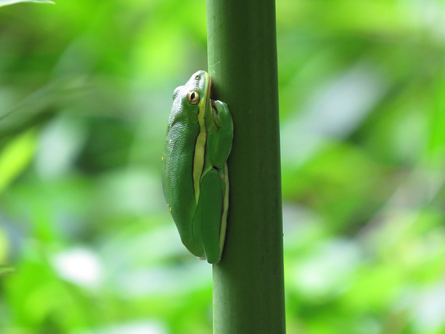 Another green tree frog