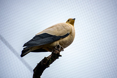 Pied imperial pigeon