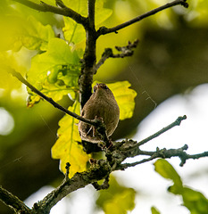 I think a wren.