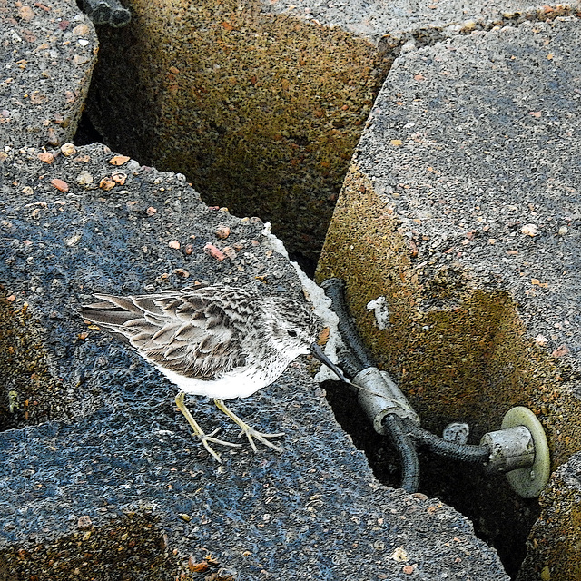 Day 3, Least Sandpiper / Calidris minutilla