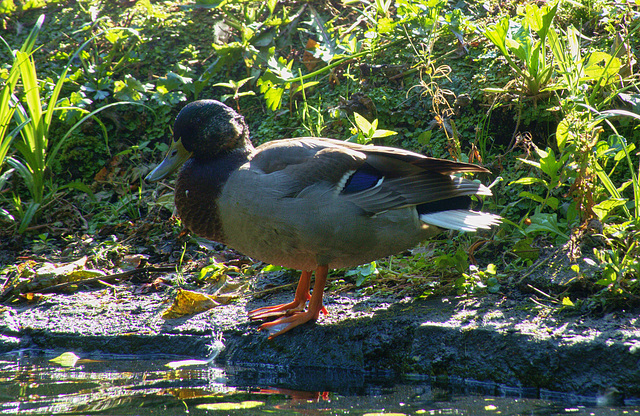 Duck