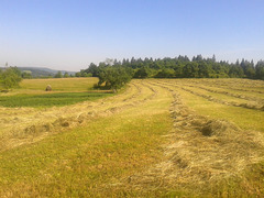 A vegetable garden among the hayfields