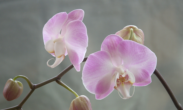 orchids