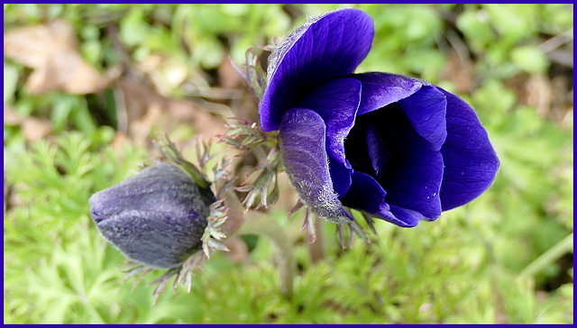 Fidèles chaque année...