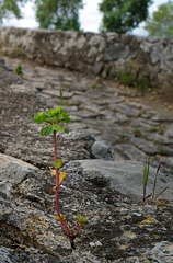 Euphorbia helioscopia, Ponte do Azinhal, Vila Nova da Baronia