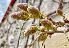 Wisteria buds in the courtyard