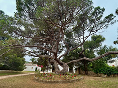Il pino di Garibaldi (planted in 1867!).