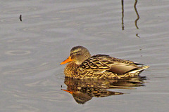 Mallard Duck (Female)