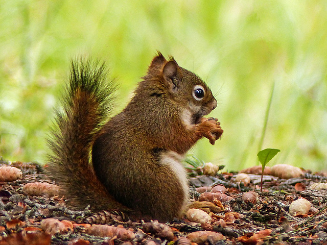 Happy little muncher