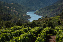 Ribeira Sacra