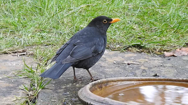 20180330 3294CP~V [D~LIP] Amsel, [Schwarzdrossel], Bad Salzuflen