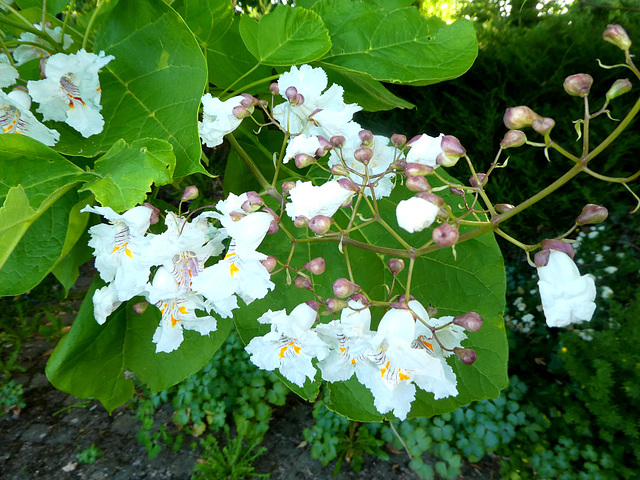 Catalpa