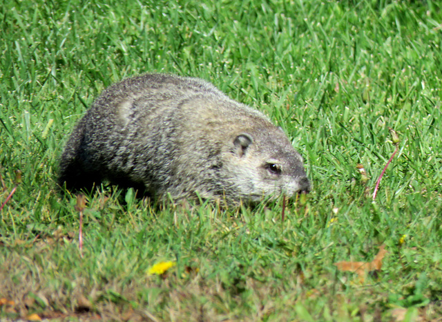 This groundhog (Marmota monax) paid no attention to me.