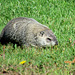 This groundhog (Marmota monax) paid no attention to me.