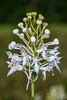 Platanthera conspicua (Southern White Fringed orchid)