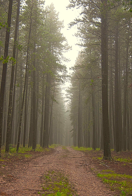 a misty trail 2